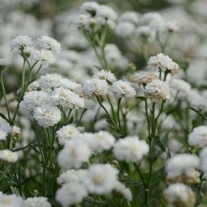 Achillea ptarmica 'Peter Cottontail' Achillea ptarmica 'Peter Cottontail'