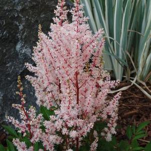 Astilbe chinensis 'Look at Me' Astilbe chinensis 'Look at Me'
