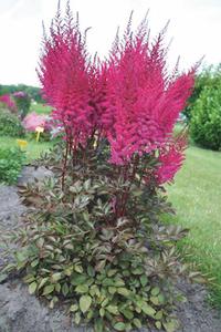 Astilbe chinensis 'Mighty™ Chocolate Cherry' Astilbe chinensis 'Mighty™ Chocolate Cherry'