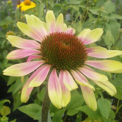 Echinacea purpurea Green Twister