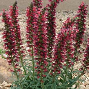 Echium amoenum Red Feathers