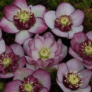 Helleborus 'Winter Jewels® Cherry Blossom' Helleborus 'Winter Jewels® Cherry Blossom'