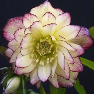 Helleborus 'Winter Jewels® Rose Quartz' Helleborus 'Winter Jewels® Rose Quartz'