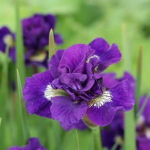 Iris sibirica 'Kaboom' Iris sibirica 'Kaboom'