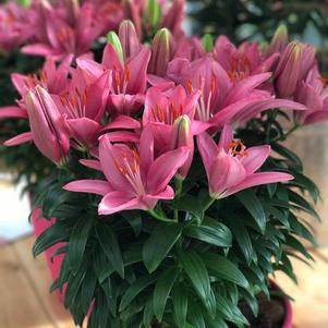 Lilium 'Tiny Pearl™' Lilium 'Tiny Pearl™'