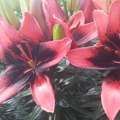 Lilium 'Tiny Shadow™' Lilium 'Tiny Shadow™'