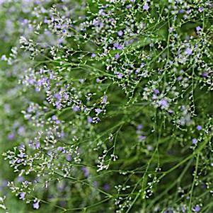 Limonium latifolium Limonium latifolium
