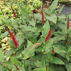 Persicaria amplexicaulis 'Blackfield' Persicaria amplexicaulis 'Blackfield'