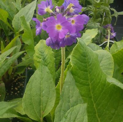 Primula denticulata 'Mix' Primula denticulata 'Mix'