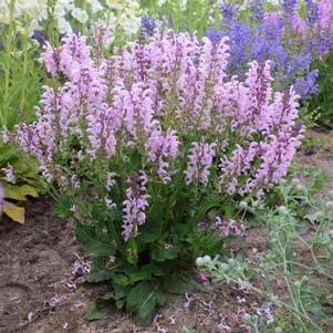 Salvia 'Fashionista® Ballerina Pink' Salvia 'Fashionista® Ballerina Pink'