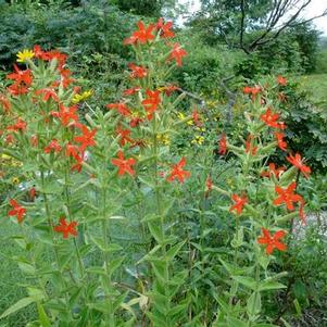 Silene regia Royal Catchfly