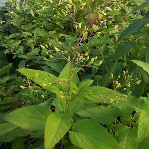 Scrophularia lanceolata 'Early Figwort' Scrophularia lanceolata 'Early Figwort'