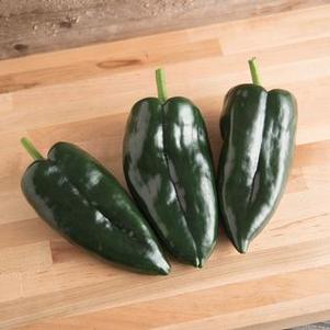 Pepper 'Pablano - San Ardo' Pepper 'Pablano - San Ardo'