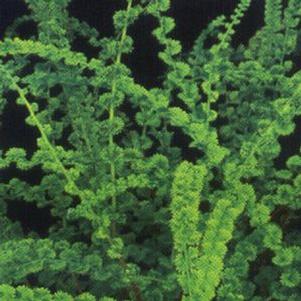 Athyrium f. femina 'Frizelliae' Athyrium f. femina 'Frizelliae'