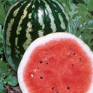 Watermelon 'Crimson Sweet' Watermelon 'Crimson Sweet'