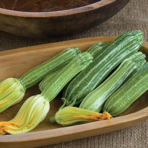 Zucchini Romanesco Cocozelle