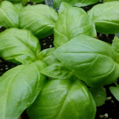 Basil 'Devotion DMR' Basil 'Devotion DMR'
