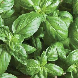 Basil 'Eleonora' Basil 'Eleonora'