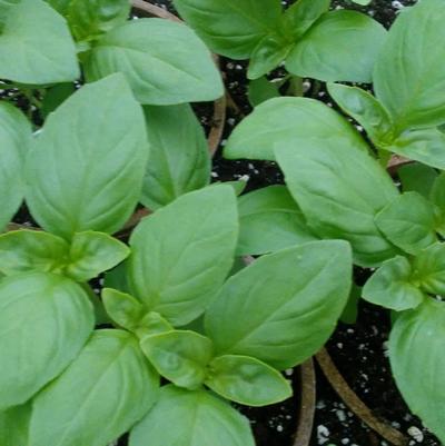 Basil 'Obsession DMR' Basil 'Obsession DMR'