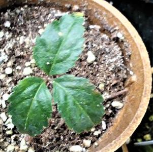 Ginseng Ginseng