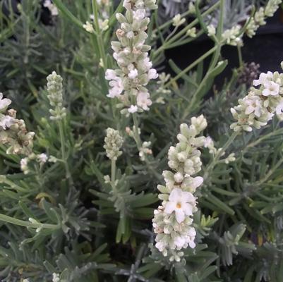 Lavender angustifolia 'Ellagance Snow' Lavender angustifolia 'Ellagance Snow'