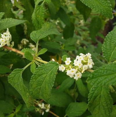Oregano 'Mexican Lippia graveolens' Oregano 'Mexican Lippia graveolens'