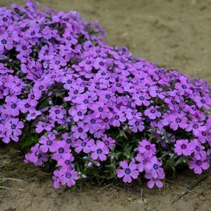 Phlox subulata 'Eyeshadow' Phlox subulata 'Eyeshadow'