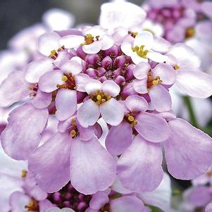Iberis sempervirens 'Pink Ice' Iberis sempervirens 'Pink Ice'