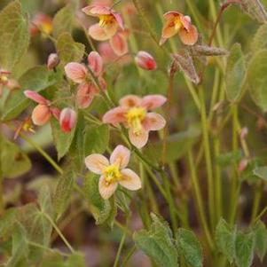 Epimedium pubigerum 'Orangekonigin' Epimedium pubigerum 'Orangekonigin'