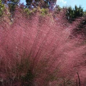Muhlenbergia capillaris 'Pink Cloud' Muhlenbergia capillaris 'Pink Cloud'