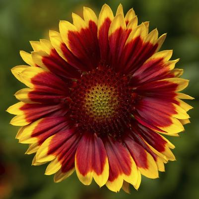 Gaillardia Sunrita Red Yellow Tip Gaillardia Sunrita Red Yellow Tip