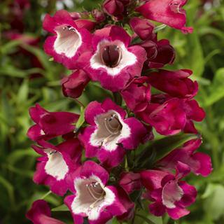 Penstemon 'Pheonix Magenta' Penstemon 'Pheonix Magenta'
