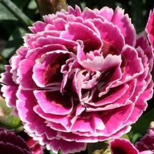 Dianthus 'SuperTrouper™ Magenta & White' Dianthus 'SuperTrouper™ Magenta & White'