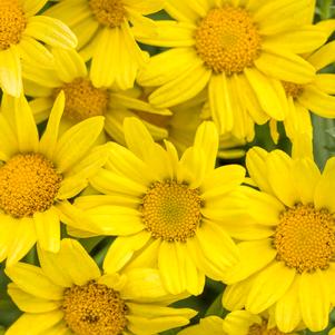 Argyranthemum 'Butterfly Yellow' Argyranthemum 'Butterfly Yellow'