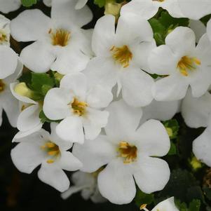Bacopa 'Versa™ White' Bacopa 'Versa™ White'