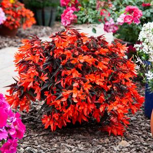 Begonia 'Bossa Nova™ Night Fever Papaya' Begonia 'Bossa Nova™ Night Fever Papaya'