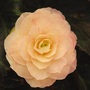 Begonia 'I'CONIA® Portofino Champagne' Begonia 'I'CONIA® Portofino Champagne'
