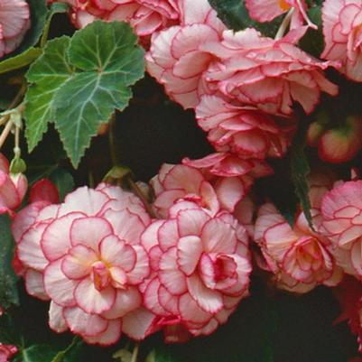 Begonia 'Sun Dancer™ White Pink Picotee' Begonia 'Sun Dancer™ White Pink Picotee'