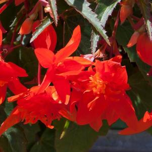 Begonia boliviensis 'Mistral™ Orange Double' Begonia boliviensis 'Mistral™ Orange Double'