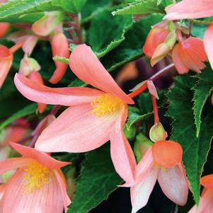 Begonia boliviensis 'Summerwings® Apricot' Begonia boliviensis 'Summerwings® Apricot'