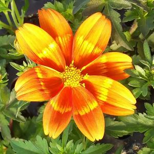 Bidens 'Bidy Boom Bonfire' Bidens 'Bidy Boom Bonfire'