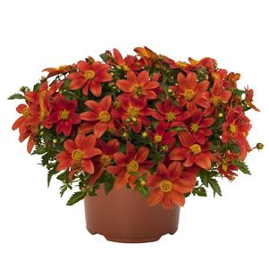 Bidens 'Bidy Boom Red' Bidens 'Bidy Boom Red'