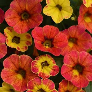 Calibrachoa 'Cabaret® Diva Orange' Calibrachoa 'Cabaret® Diva Orange'