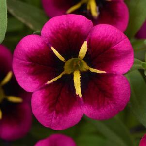 Calibrachoa Cabaret® Good Night Kiss