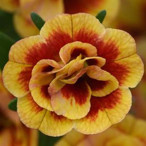 Calibrachoa 'Minifamous® Neo Double OrangeTastic' Calibrachoa 'Minifamous® Neo Double OrangeTastic'