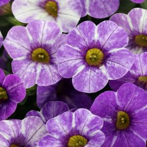 Calibrachoa 'Skywalker' Calibrachoa 'Skywalker'