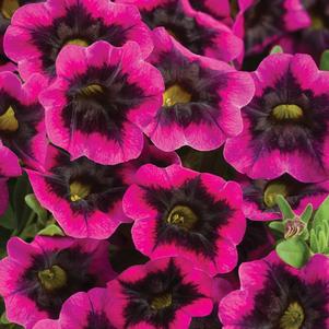 Calibrachoa 'Superbells® Blackcurrant Punch' Calibrachoa 'Superbells® Blackcurrant Punch'
