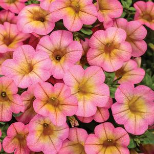 Calibrachoa 'Superbells® Honeyberry' Calibrachoa 'Superbells® Honeyberry'