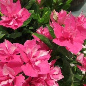 Catharanthus 'Soiree® Double Pink' Catharanthus 'Soiree® Double Pink'