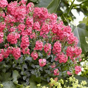Diascia 'Sundiascia® Upright Rose Pink' Diascia 'Sundiascia® Upright Rose Pink'
